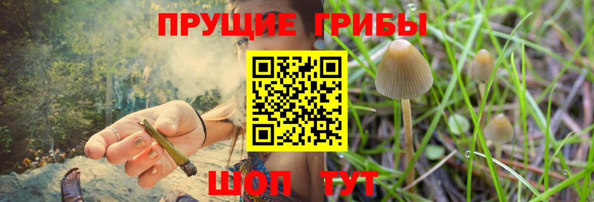 Псилоцибиновые грибы Psilocybe Асино