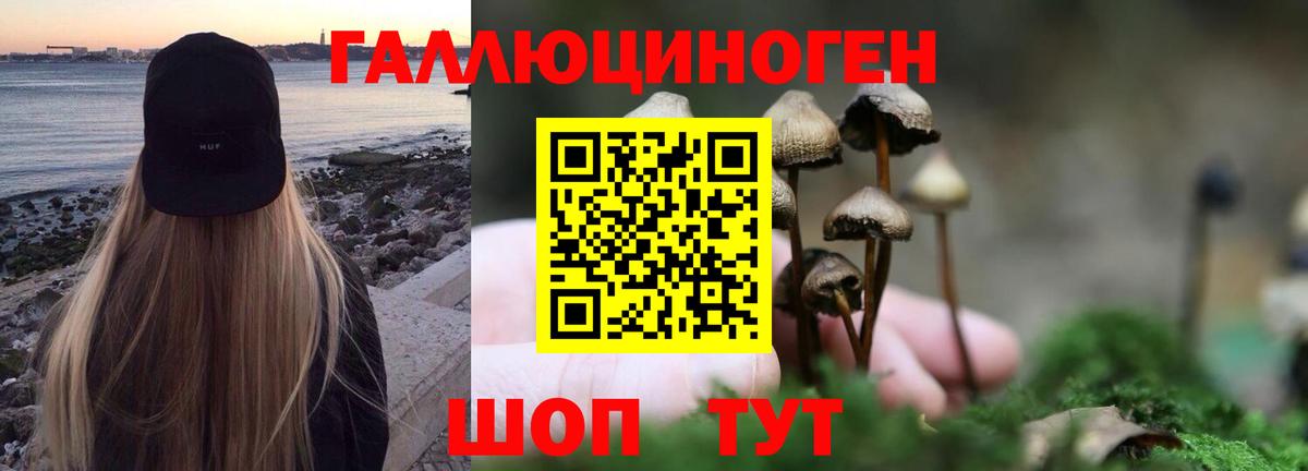Асино  Псилоцибиновые грибы Psilocybe  Вход с VPN 